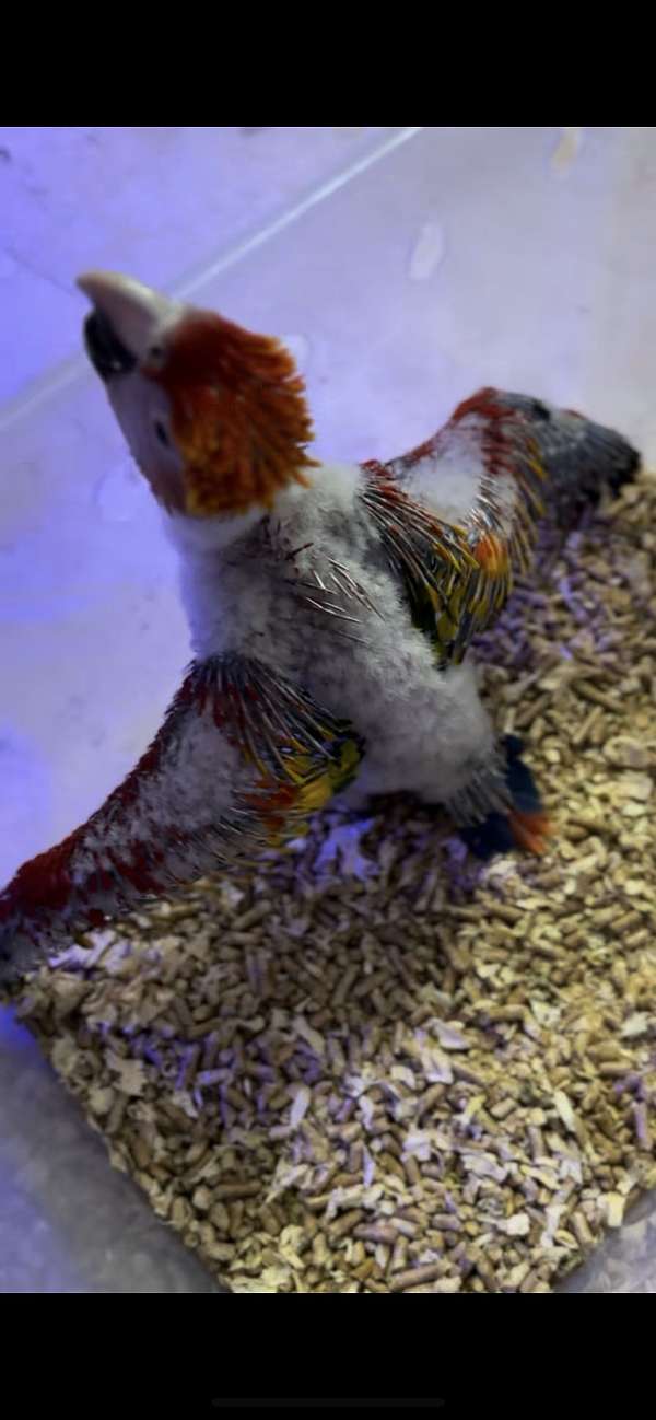 macaw-scarlet-macaw-for-sale-in-cutler-bay-fl