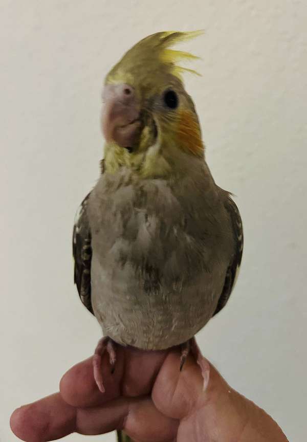 baby-bird-for-sale-in-brownsburg-in