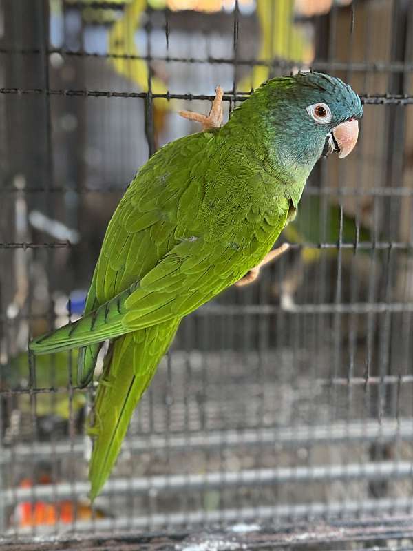 blue-crown-conure-for-sale