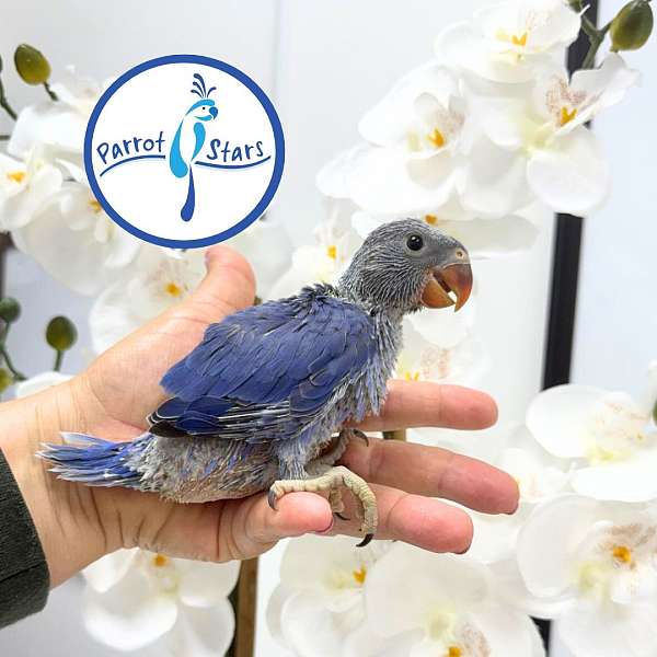 ringneck-parakeet-for-sale