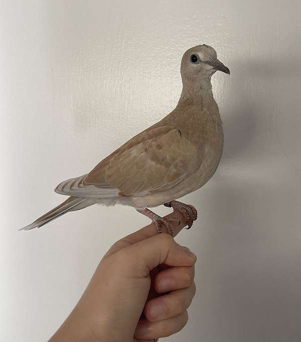 ringneck-dove-for-sale-in-maryland