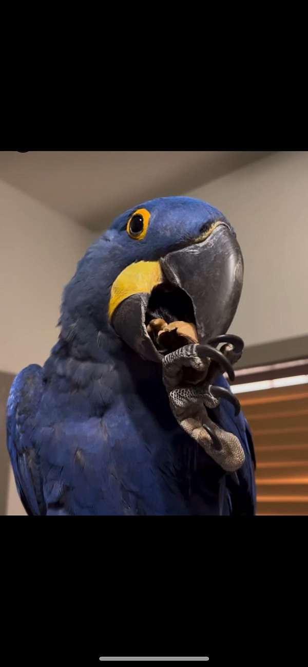 hyacinth-macaw-for-sale-in-cutler-bay-fl