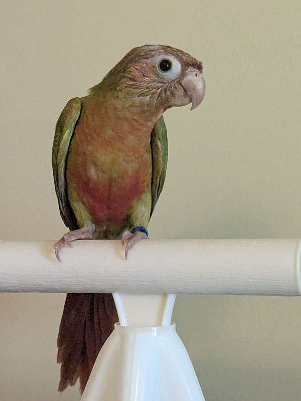 green-cheek-conure-for-sale-in-south-williamsport-pa