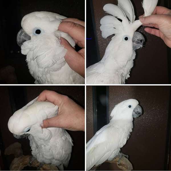 umbrella-cockatoo-for-sale-in-allegan-mi
