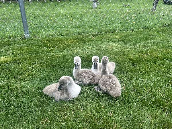 swan-for-sale-in-campbell-hall-ny