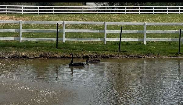 black-bird-for-sale-in-campbell-hall-ny