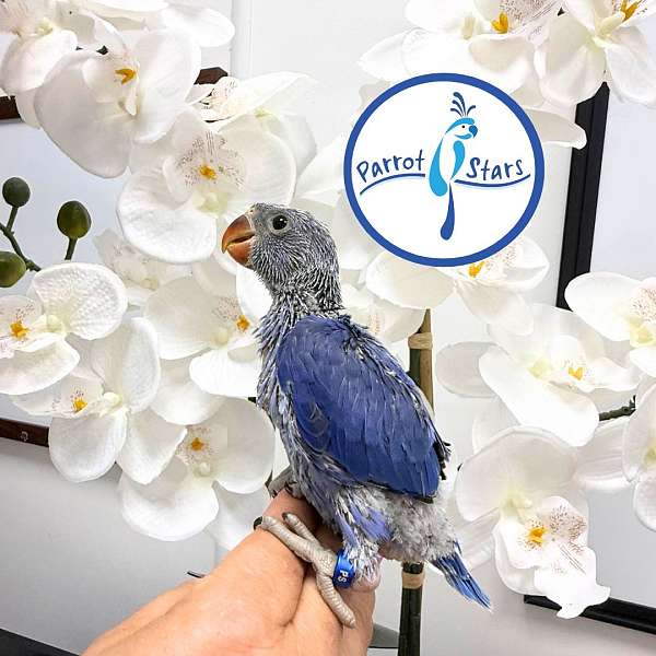 ringneck-parakeet-for-sale