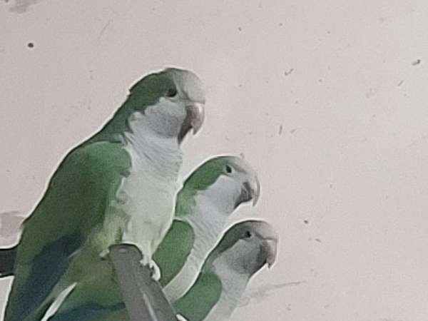 adult-bird