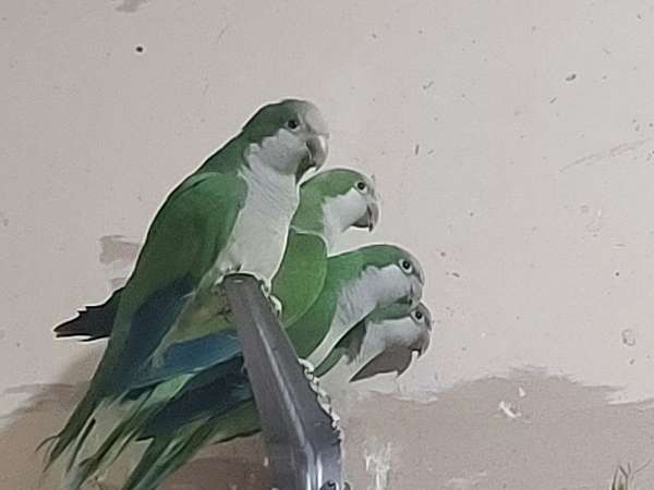 bird-for-sale-in-plainfield-il