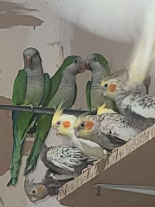 adult-bird-for-sale-in-plainfield-il