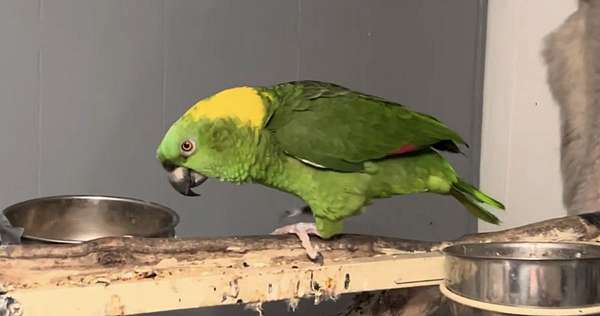 amazon-parrot-for-sale-in-lake-mack-forest-hills-fl
