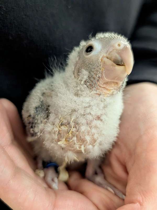 green-cheek-conure-for-sale