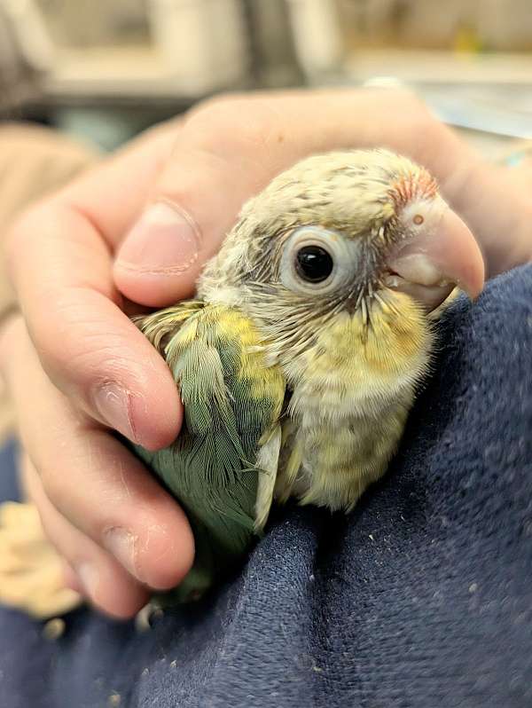 green-cheek-conure-for-sale