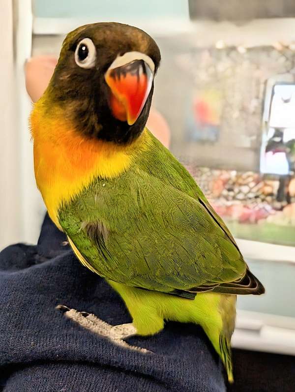 black-mask-lovebird-for-sale