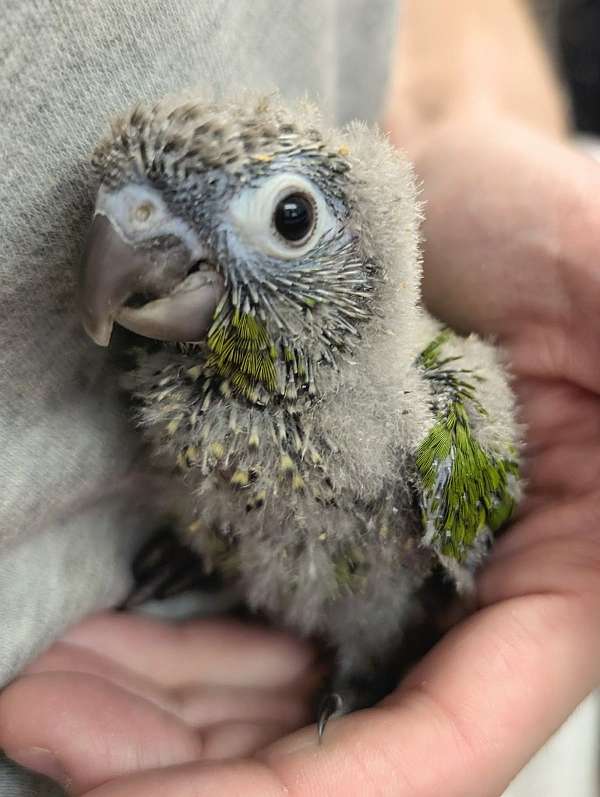 green-cheek-conure-for-sale