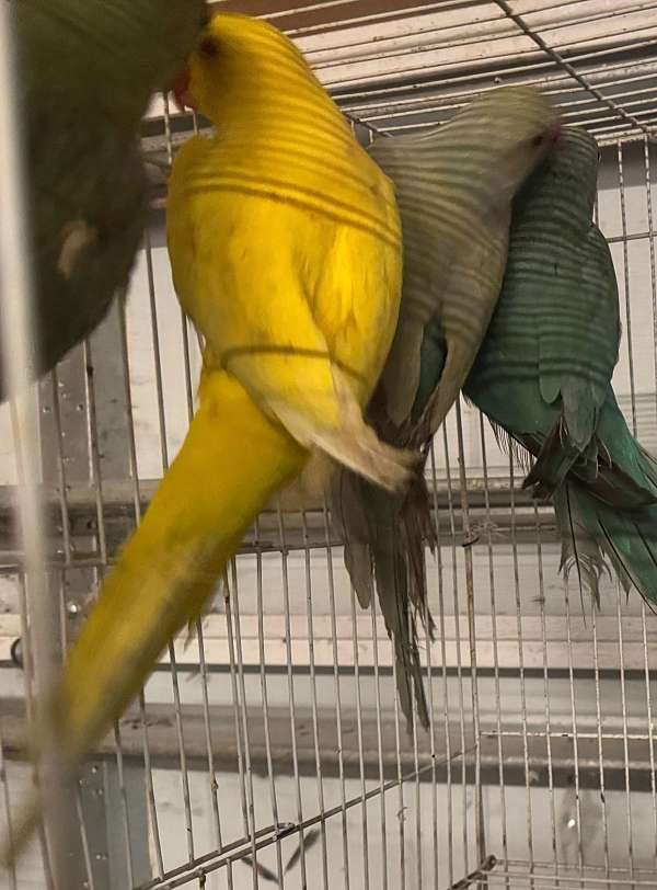ringneck-parakeet-for-sale-in-indian-orchard-ma
