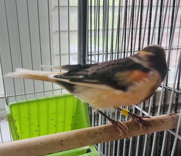 canary-for-sale-in-brownsburg-in