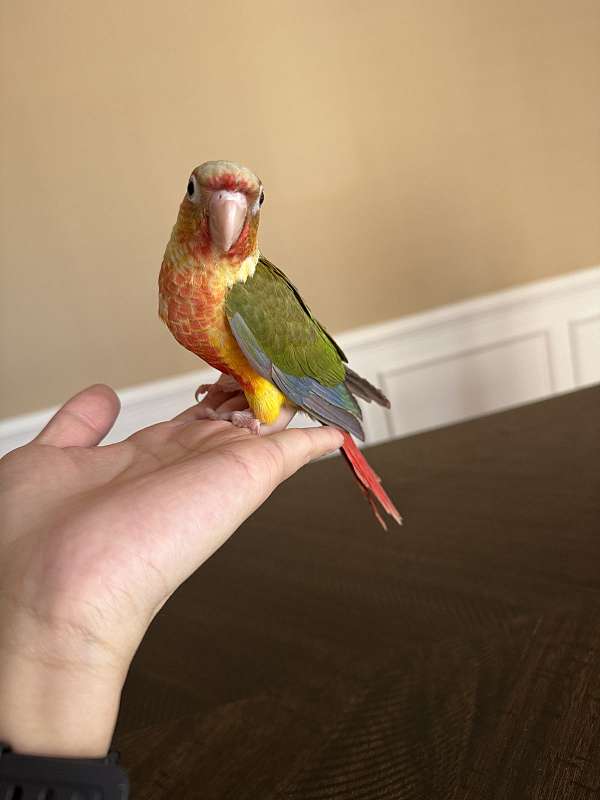 conure-green-cheek-conure-for-sale-in-clarksburg-md