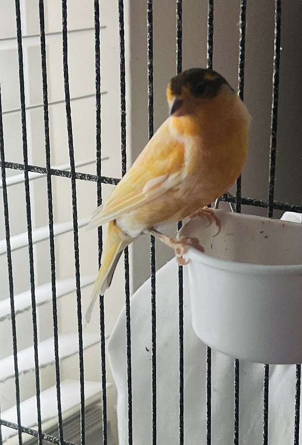 young-bird-for-sale-in-brownsburg-in