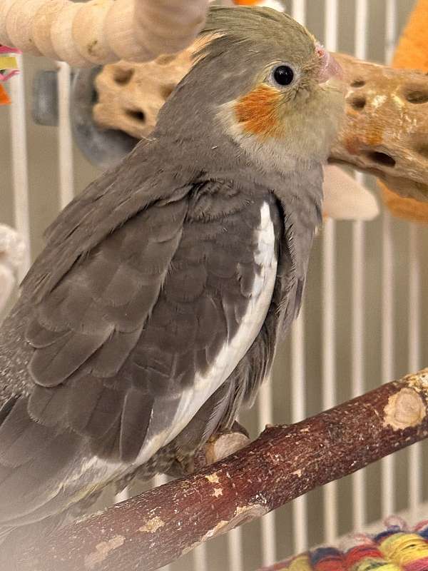 cockatiel-for-sale-in-jackson-nj