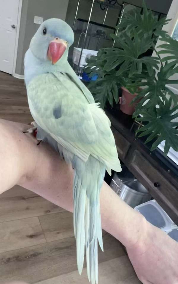 cobalt-pied-bird-for-sale-in-gainesville-va
