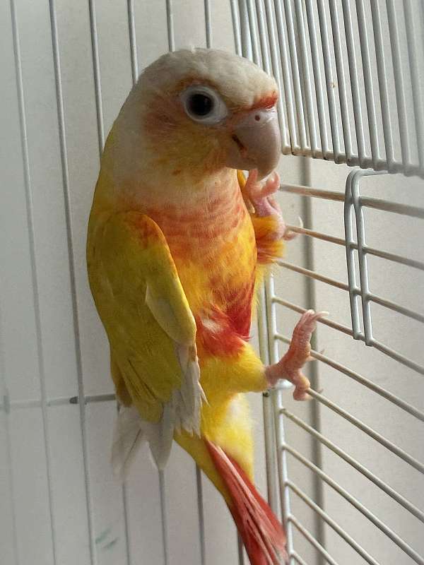 companion-playful-bird-for-sale-in-new-york