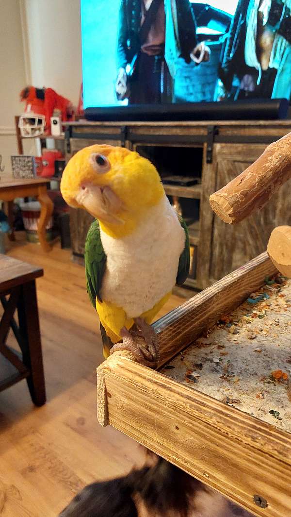 white-bellied-caique-for-sale-in-kennesaw-ga