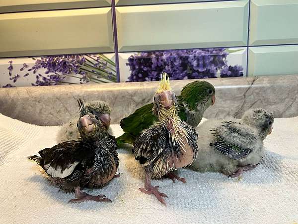 quaker-parrots-for-sale