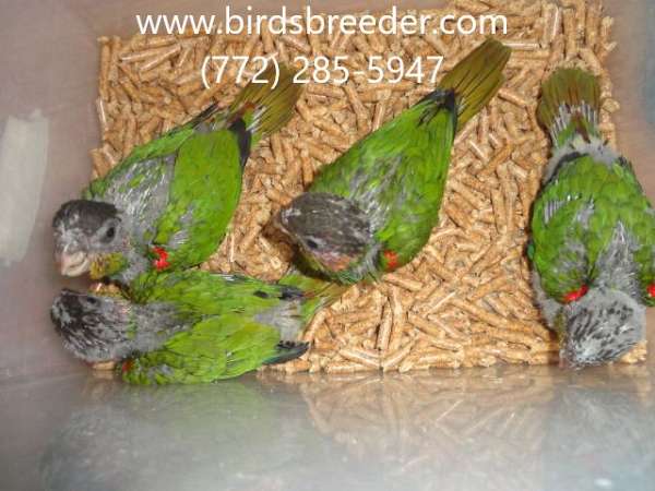 brown-throated-conure-for-sale-in-bronson-fl