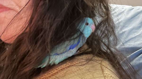 parrotlet-for-sale-in-bessemer-city-nc