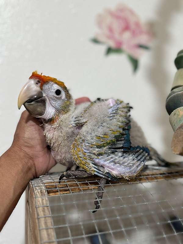 mixed-hybrid-macaw-for-sale