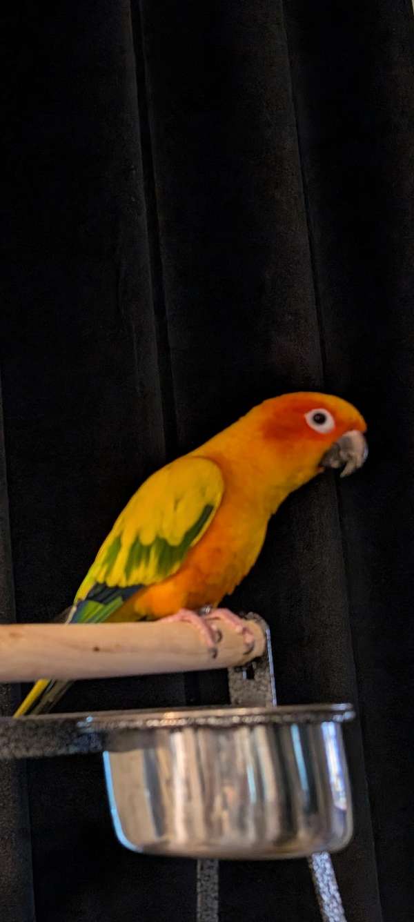sun-conure-for-sale