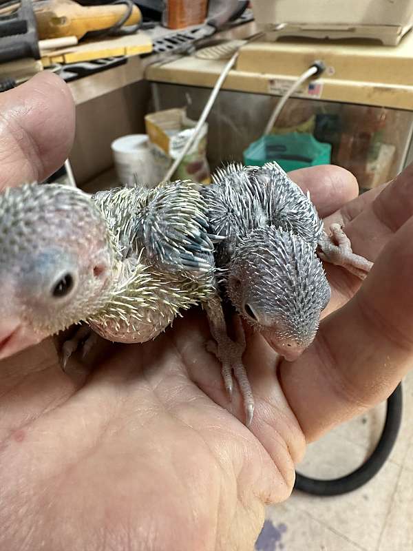 pacific-parrotlet-for-sale-in-okla-city-ok