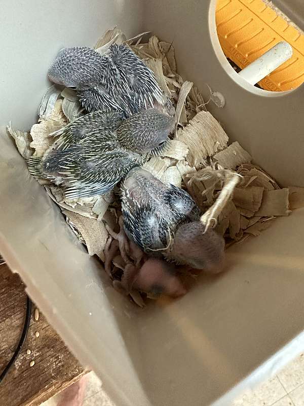 pacific-parrotlet-for-sale