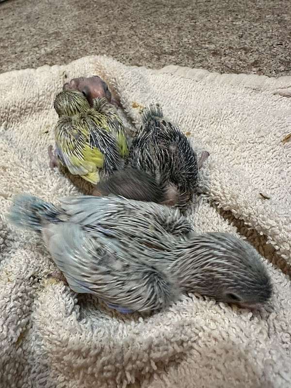 bird-for-sale-in-okla-city-ok