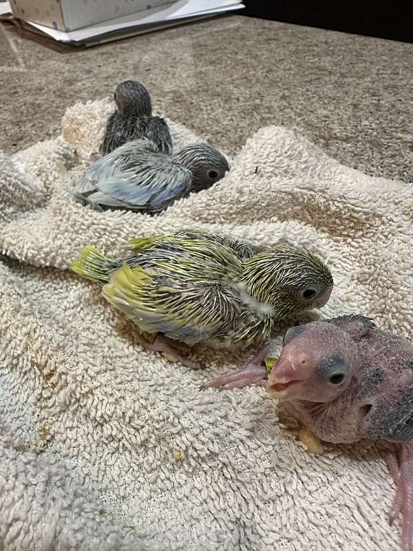 baby-bird