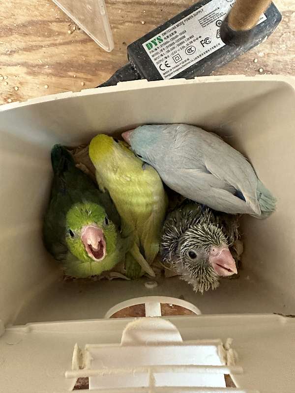 baby-pacific-parrotlet-for-sale