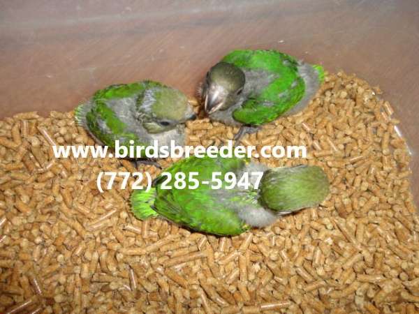 poicephalus-parrots-for-sale