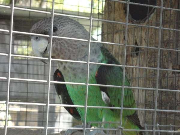 male-brown-necked-poicephalus-parrots-for-sale