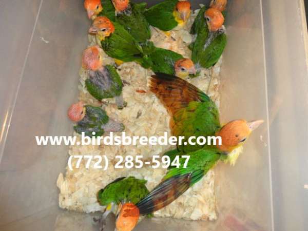 green-white-bird-for-sale-in-bronson-fl