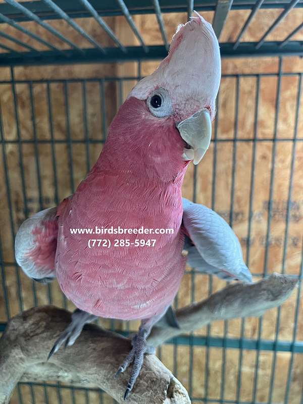 grey-rose-bird-for-sale-in-bronson-fl
