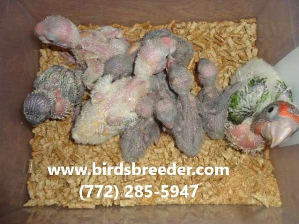 grey-yellow-poicephalus-parrots-for-sale