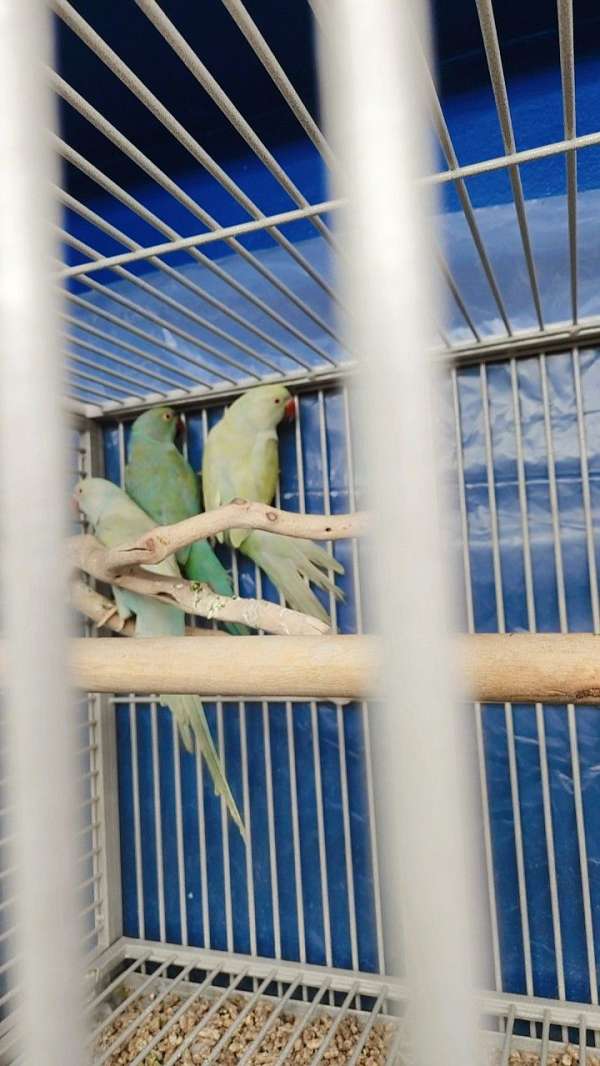 ringneck-parakeet-for-sale