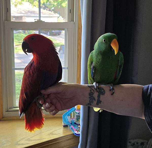 eclectus-parrots-for-sale