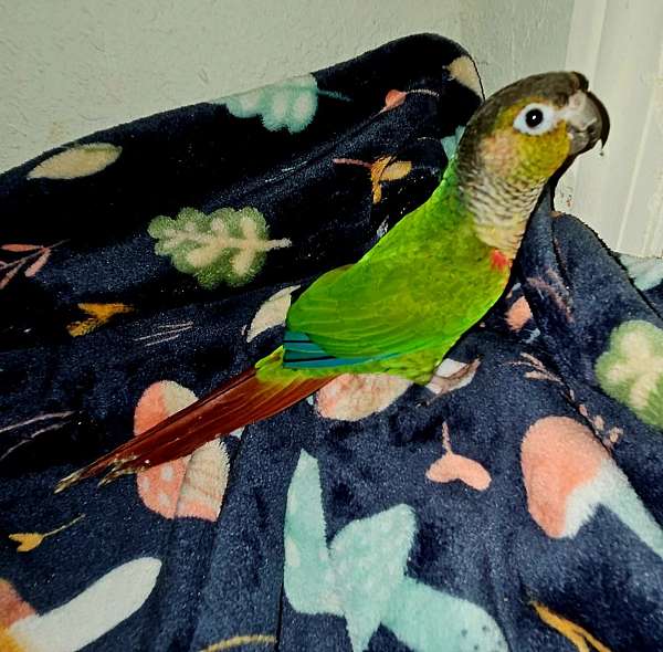 conure-for-sale-in-blairsville-ga