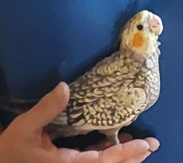 cockatiel-for-sale