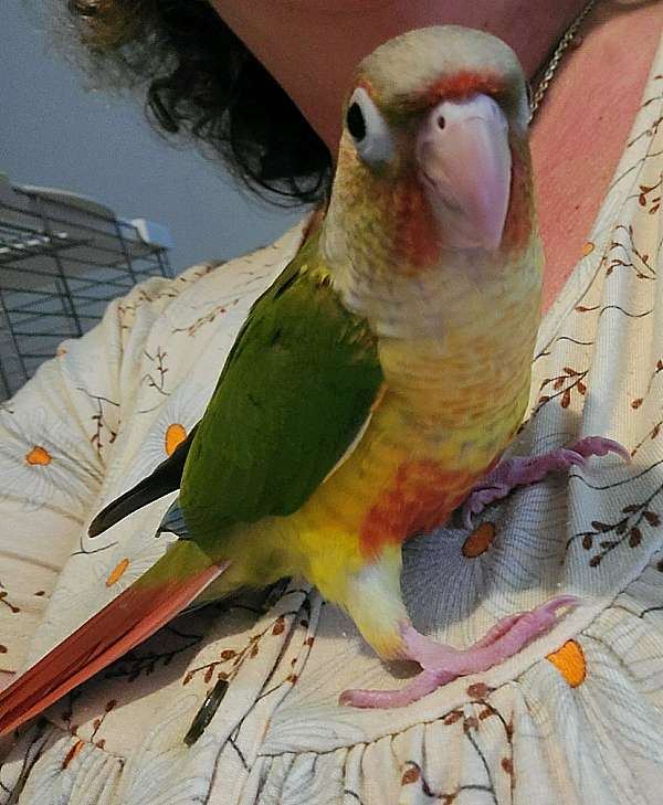 conure-for-sale-in-lenoir-nc