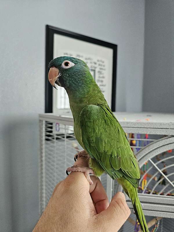 conure-for-sale-in-lutz-fl