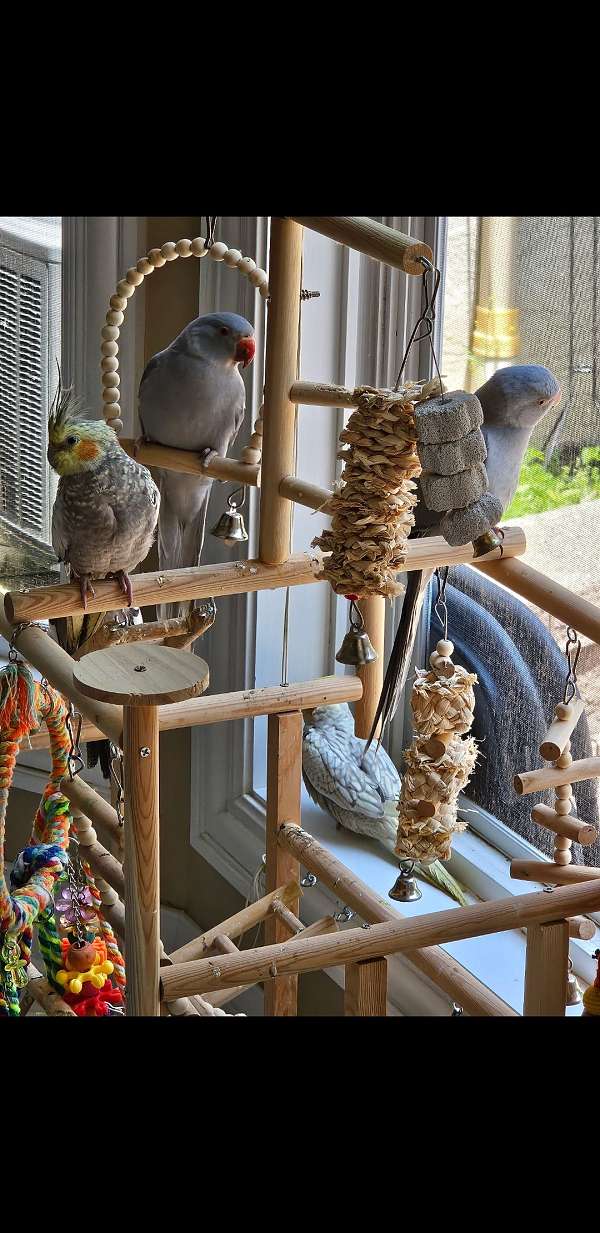 parrot-for-sale