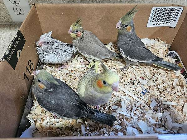 conure-sun-conure-for-sale-in-hilliard-oh